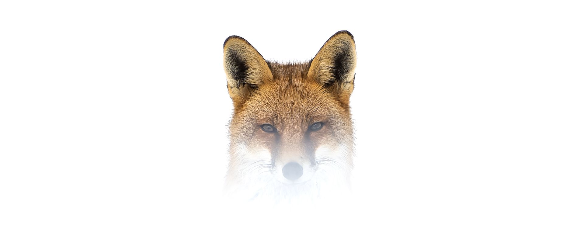 Photographie nature paysage Auvergne - Lueur Sauvage